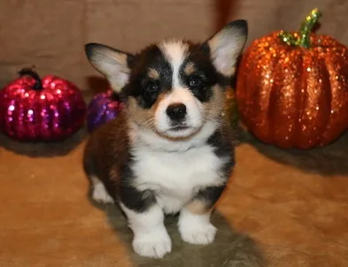 Great personality pembroke welsh corgi