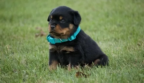 This gorgeous female rottweiler pupp