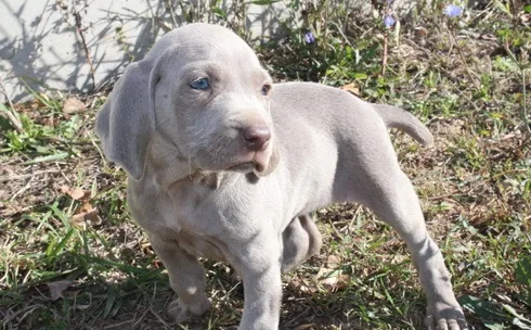 Beautiful silver gray little girl weimar