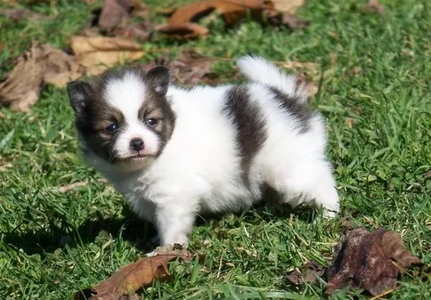 Pomeranian puppies