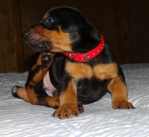 Doberman pinscher puppy
