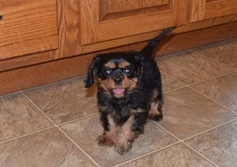 Playful, loving , cavalier male/female