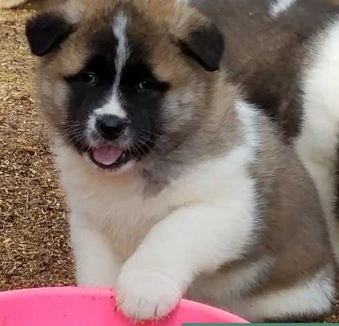  high quality akita