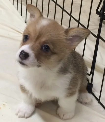 Great personality pembroke welsh corgi