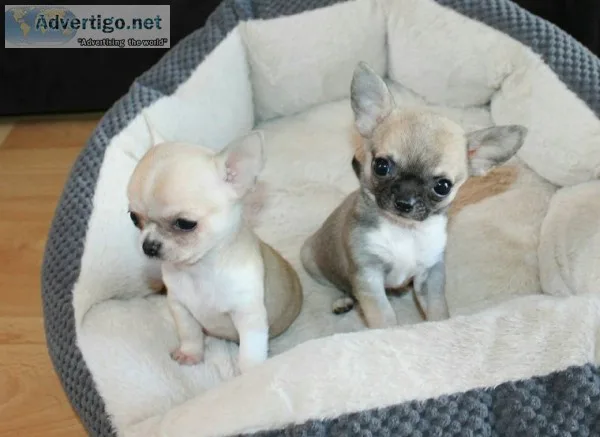 Stunning chihuahua puppies for x-mas