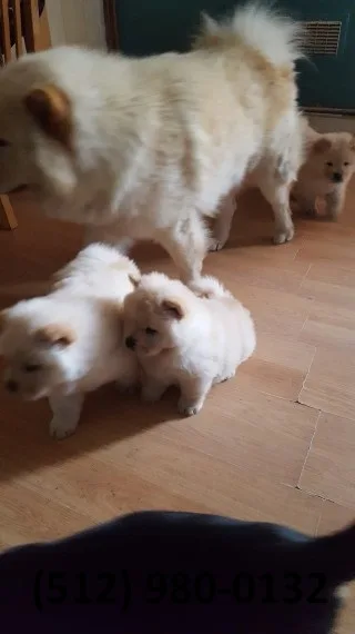 Puppies