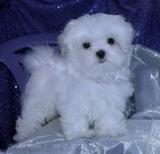 Adorable little maltese puppies for adop