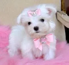 Purebred teacup maltese available text 