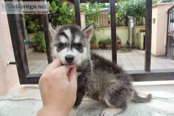 Free quality siberians huskys puppies:??