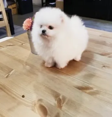 Cute male and female pomeranian puppies