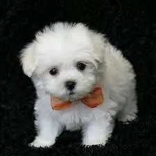 Registered teacup maltese puppies for ad