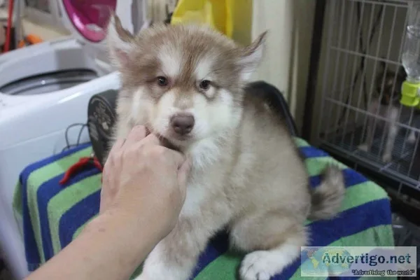 Free quality siberians huskys puppies:??