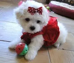 Quality teacup maltese pups for adoption