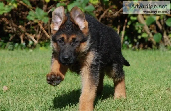 German shepherd puppies microchipped rea