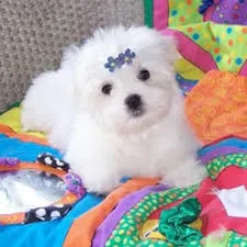 Teacup maltese pups available now text 