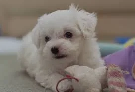 Charming maltese puppies text (678) 881