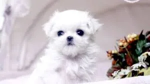 Stunning white teacup maltese pups text