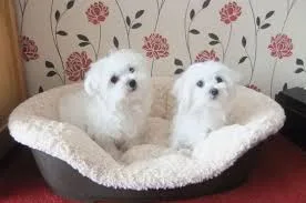 Maltese puppies text (678) 881-8502