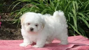 Home trained teacup maltese puppies tex