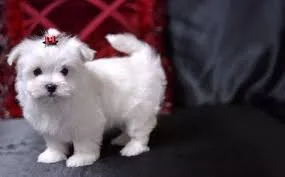 Teacup maltese puppies available text (
