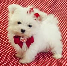 Healthy potty trained maltese puppies t