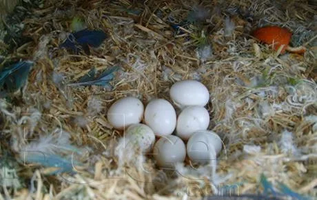 Parrot eggs
