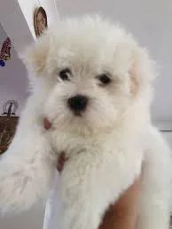 Maltese puppies for adoption text (678)
