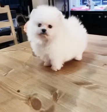 Cute male and female pomeranian puppies
