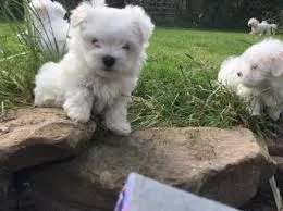 Teacup maltese pups for sale text (678)