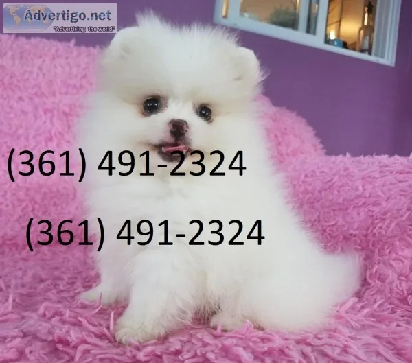 Doll-teddy bear faced purebred tcup pome