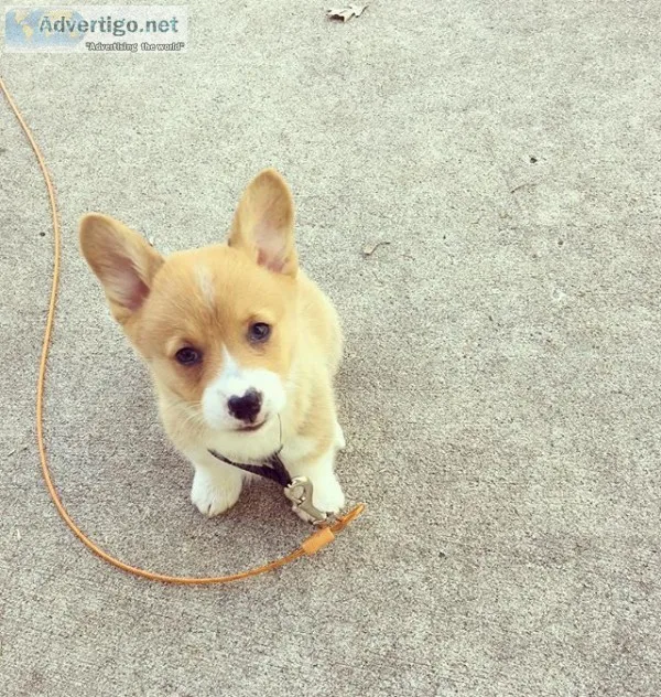 Xmas pembroke+welsh+corgi +puppies needs 