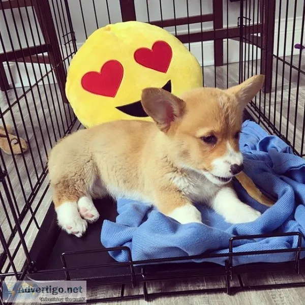 Xmas pembroke+welsh+corgi +puppies needs 