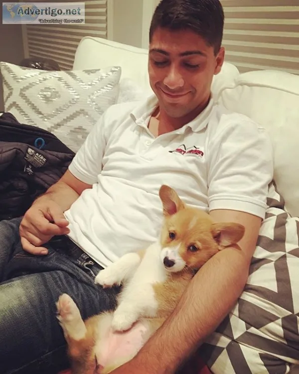 Xmas pembroke+welsh+corgi +puppies needs 