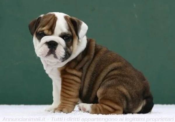 Akc registered english bulldog puppies