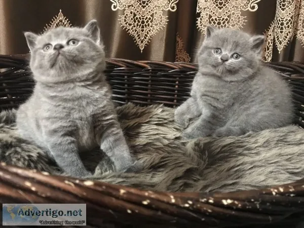 Beautiful scottish folds ready for chris