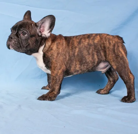 Great dane puppies ready for new home 