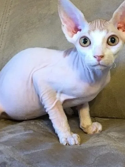 Friendly and beautiful sphynx kittens