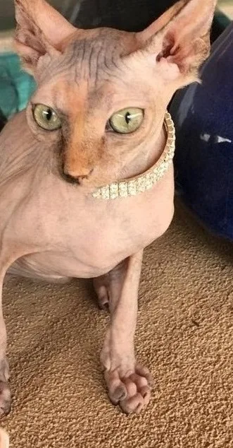 Female sphynx cat needs a good home