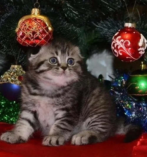 Smart best scottish fold kittens 