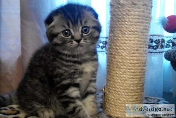 Smart best scottish fold kittens 