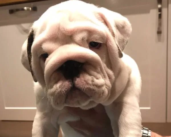 English bulldog puppies need good home