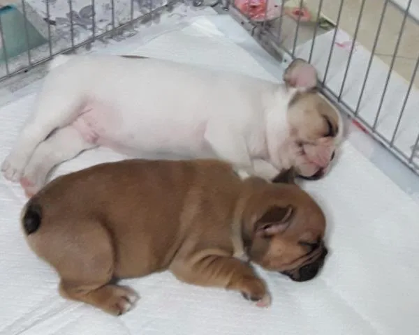Handsome and beautifull english bulldog 