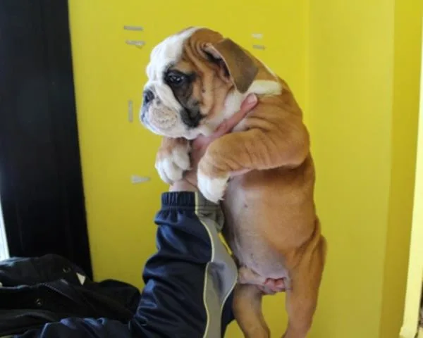 English bulldog puppies,  akc registrati