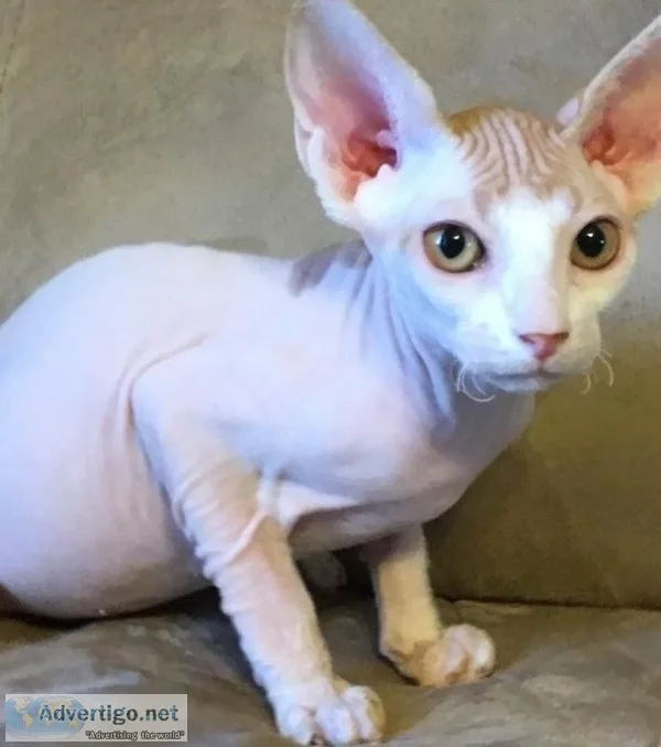 Friendly and beautiful sphynx kittens