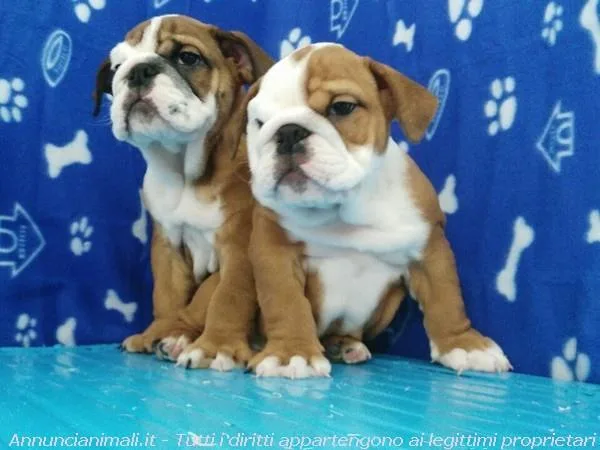 English bulldog puppies available now