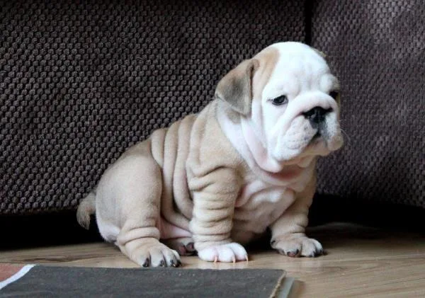 English bulldog puppies -akc