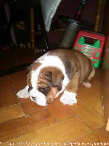 English bulldogs for sale now 50% off, p