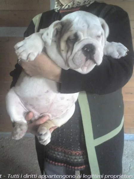 English bulldog bulldog puppies