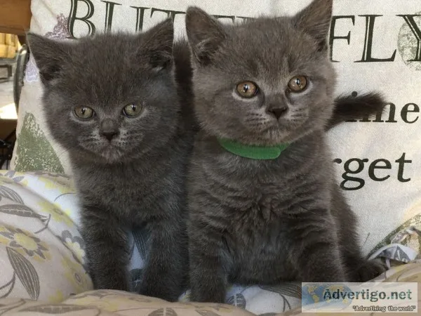 Litter of british shorthair blues cats