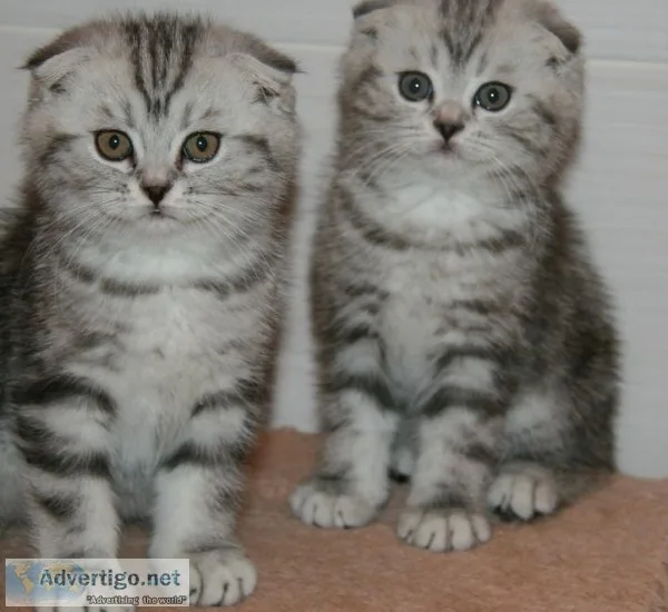 Smart best scottish fold kittens 
